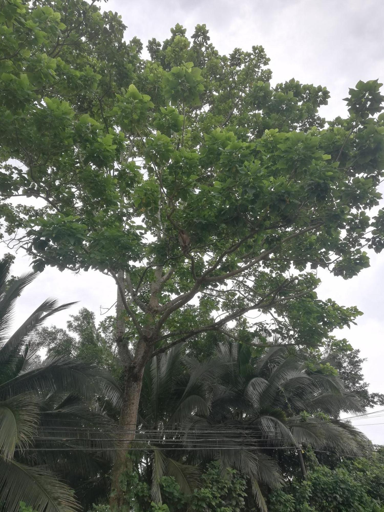 Paraiso Verde Siqurres Da Alegria Exterior foto