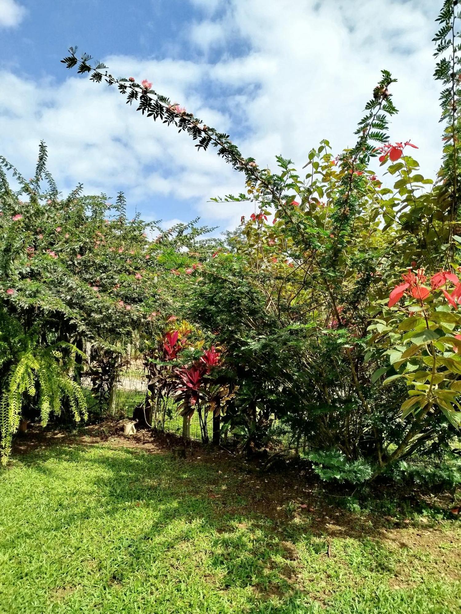 Paraiso Verde Siqurres Da Alegria Zimmer foto
