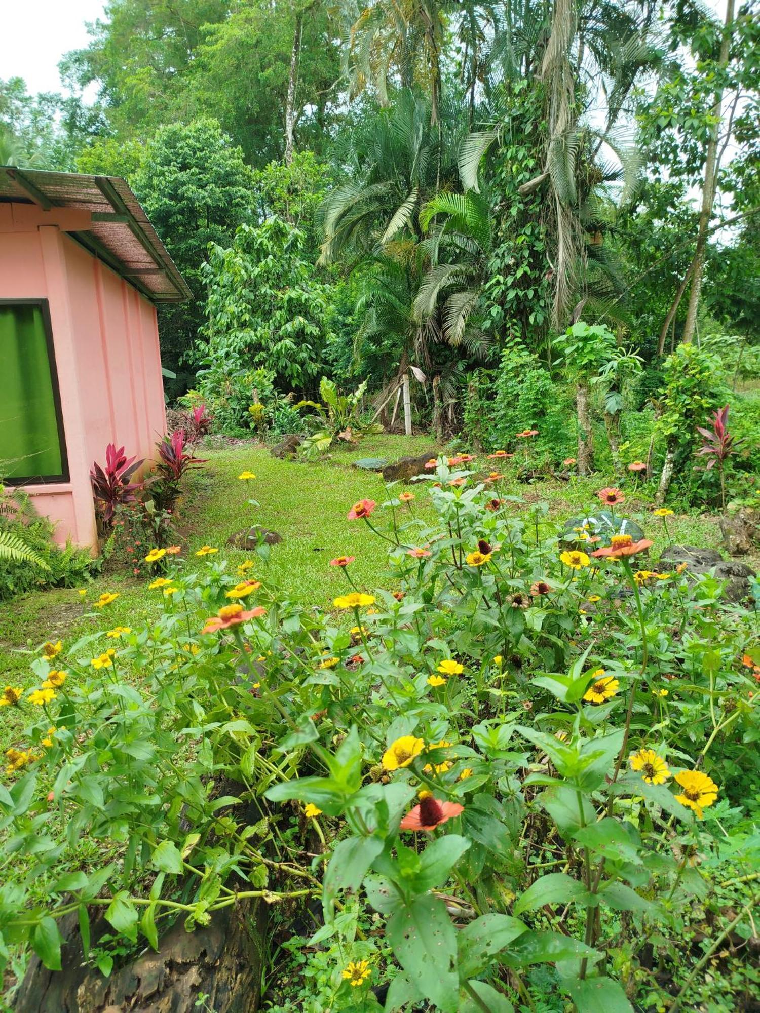Paraiso Verde Siqurres Da Alegria Zimmer foto